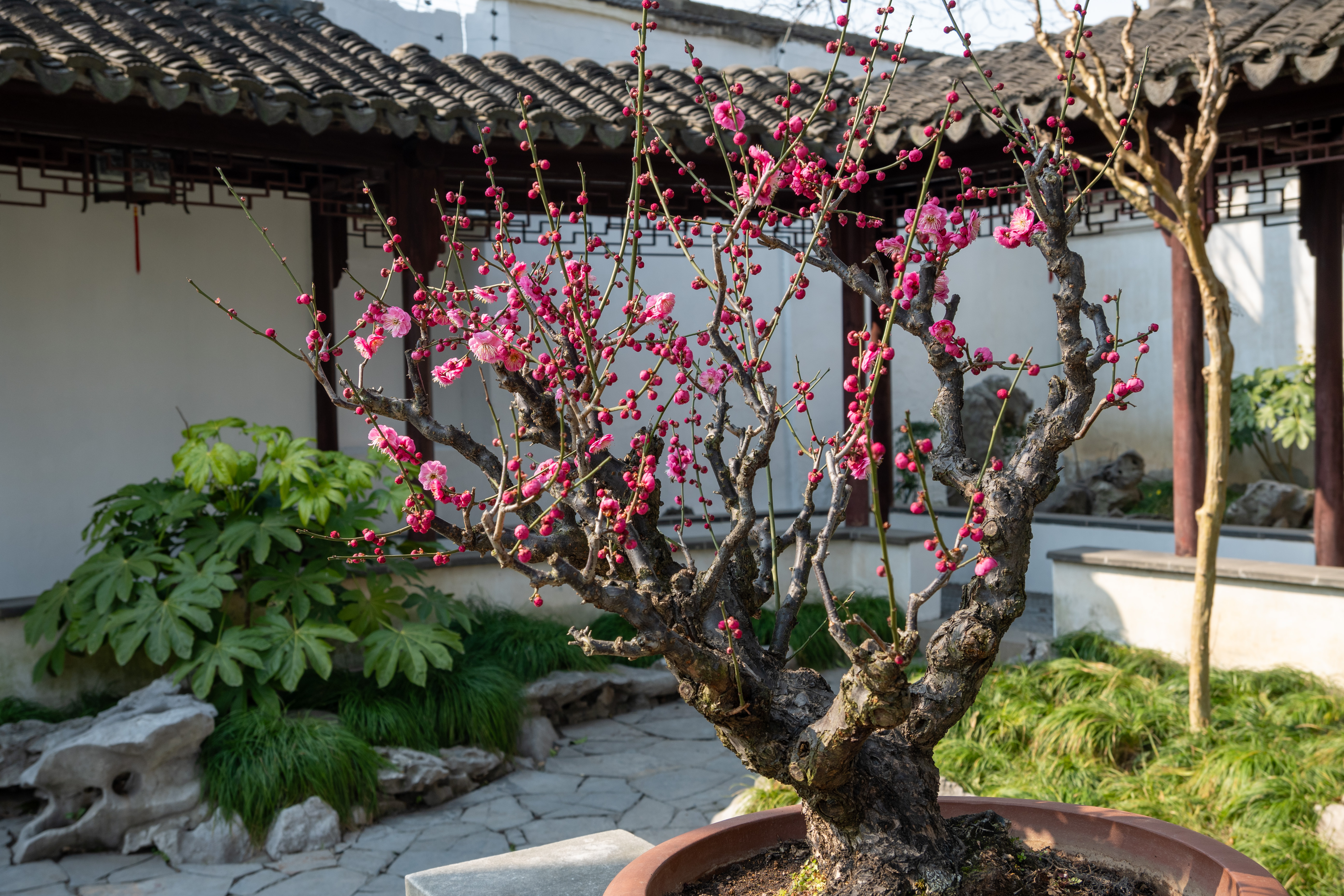 梅花