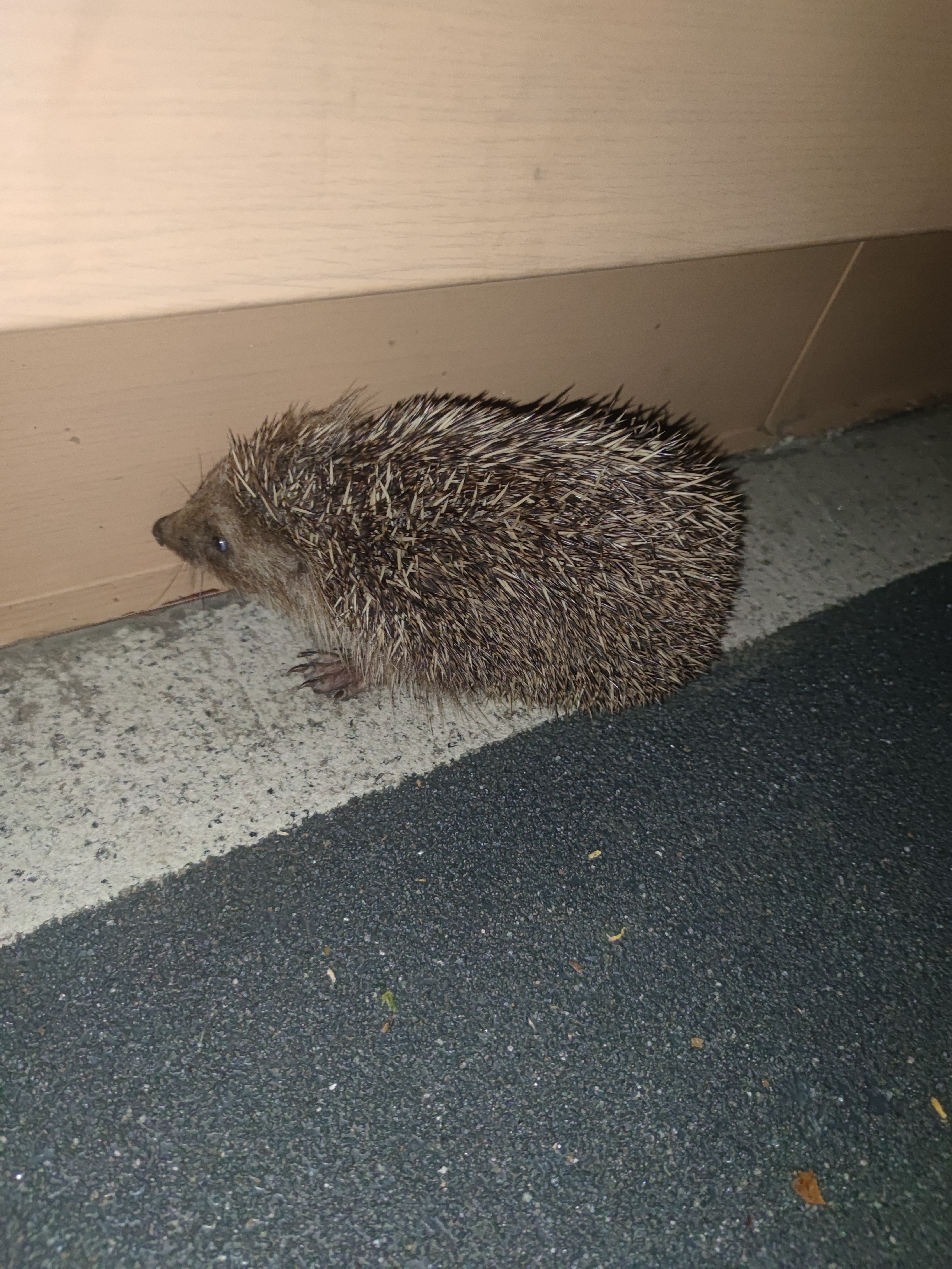 刺猬