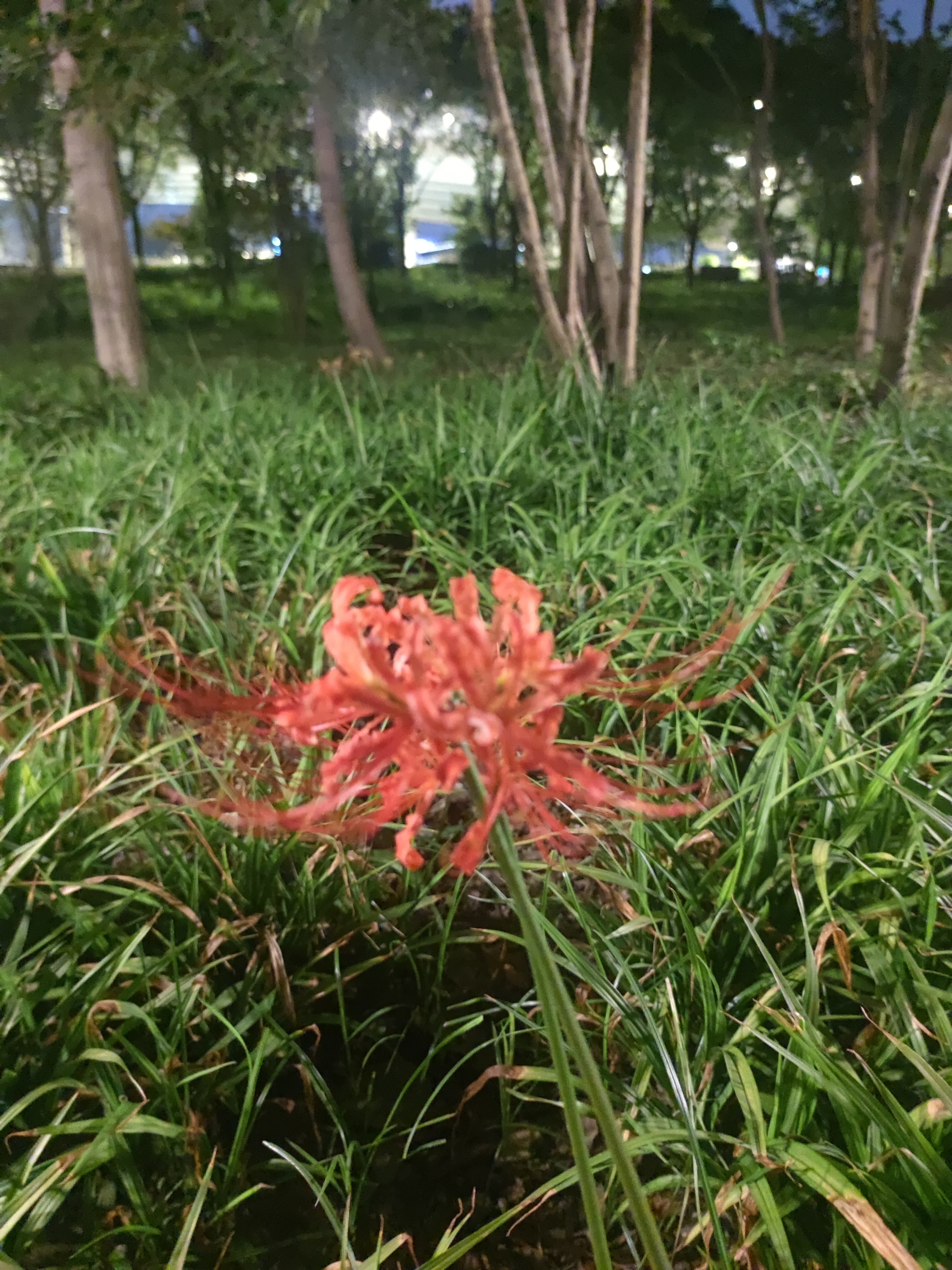 彼岸花