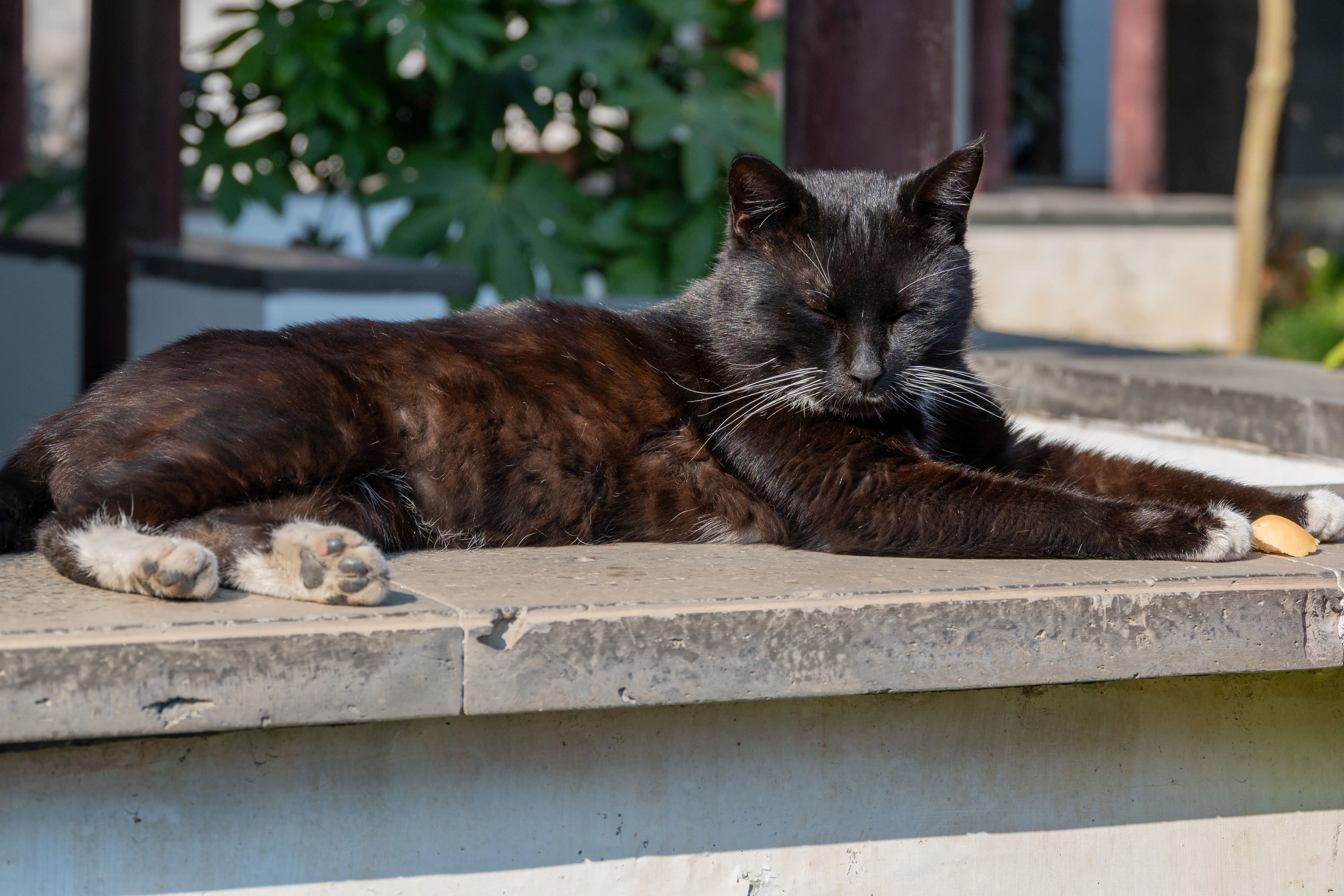 晒太阳的🐈‍⬛